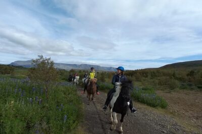 1+ hour Private Horse riding tour from Reykjavík/Mosfellsbær - How you’ll connect with the horse before you ride