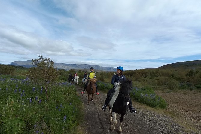 1+ hour Private Horse riding tour from Reykjavík/Mosfellsbær - How you’ll connect with the horse before you ride