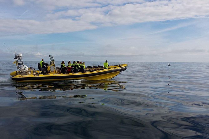 1-Hour Small Group Sightseeing Boat Tour in Vestmannaeyjar - Why this 1-hour rib tour makes sense on the Westman Islands