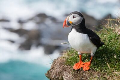 1-Hour Small Group Sightseeing Boat Tour in Vestmannaeyjar - Meeting point and timing: get your gear before the motor starts