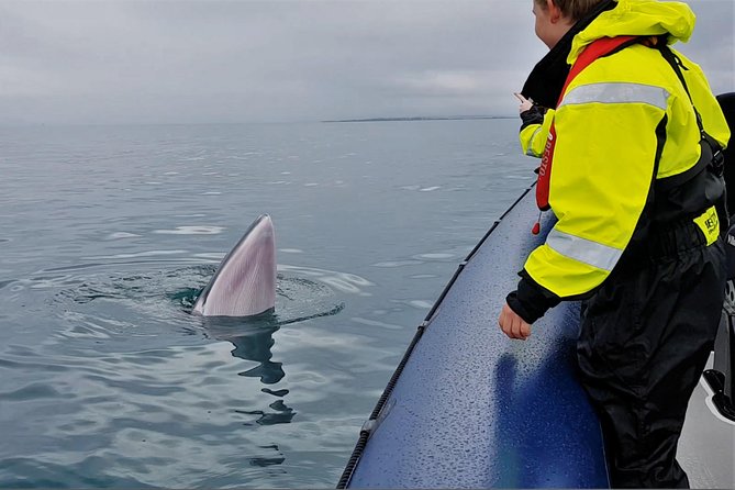 2-Hour RIB Boat Whale Watching Tour from Reykjavik - Out to Faxaflói Bay: Where you’re actually hunting whales