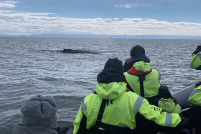 2-Hour RIB Boat Whale Watching Tour from Reykjavik - The New 12m RIB Express: Fast, close, and the comfort trade-off