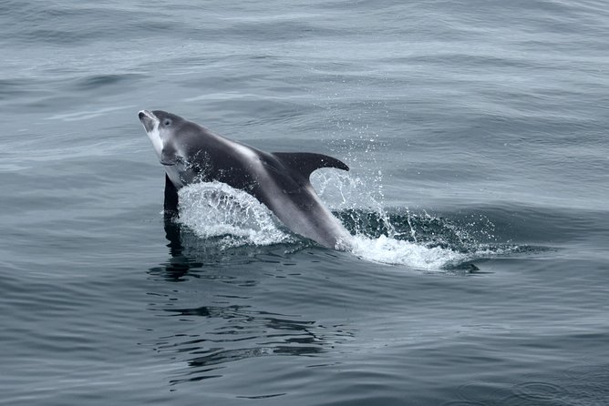 2-Hour RIB Boat Whale Watching Tour from Reykjavik - Akurey puffin island stop: The extra wildlife bonus in summer