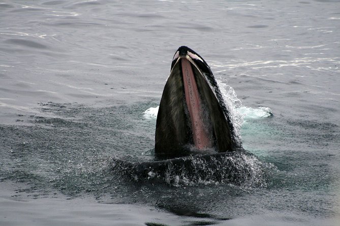 2-Hour RIB Boat Whale Watching Tour from Reykjavik - Reykjavík coastline on the return: Views without the downtime