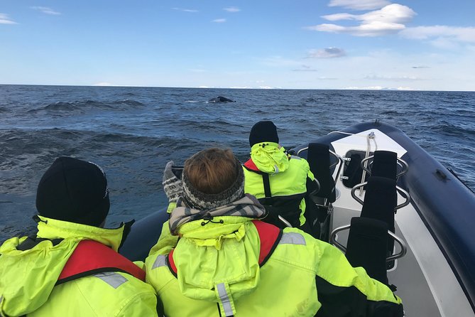 2-Hour RIB Boat Whale Watching Tour from Reykjavik - What the small-group size changes (besides the obvious)