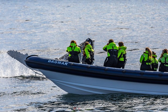 2-Hour RIB Boat Whale Watching Tour from Reykjavik - Who this is best for—and who should skip the RIB