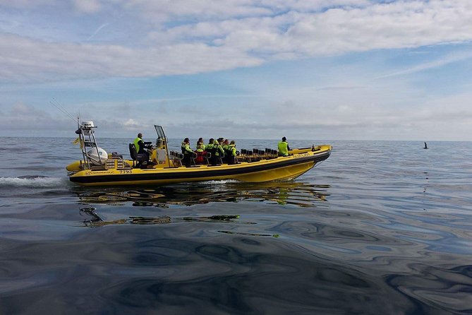2 hour Round Trip in Vestmannaeyjar on a RIB Boat - Practical comfort and safety: what to plan for