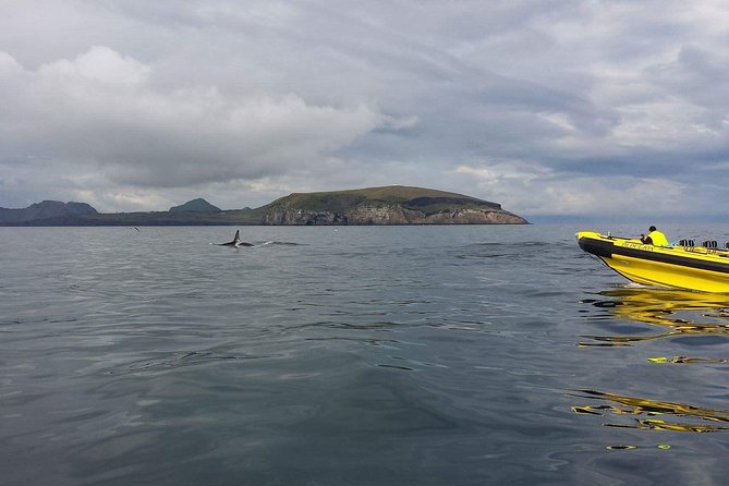 2 hour Round Trip in Vestmannaeyjar on a RIB Boat - Group size and vibe: small enough for attention, big enough for fun