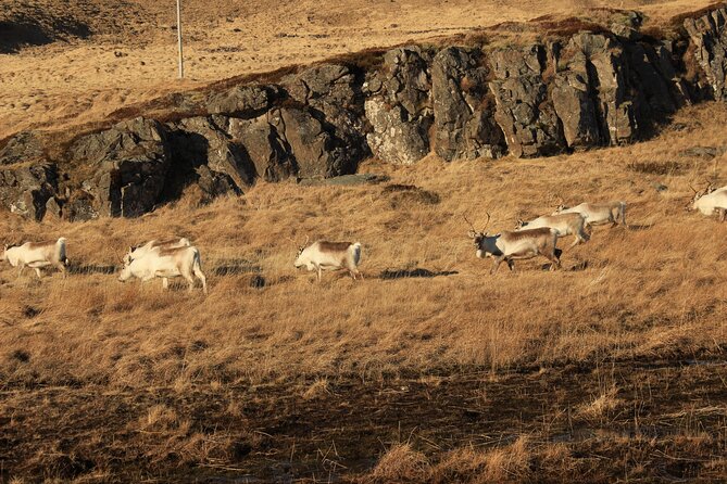 8 Day Winter Circle Tour, Ring Route of Iceland with Snæfellsnes Peninsula - Day 6: Hauganes whale watching plus Grábrók crater aurora spot