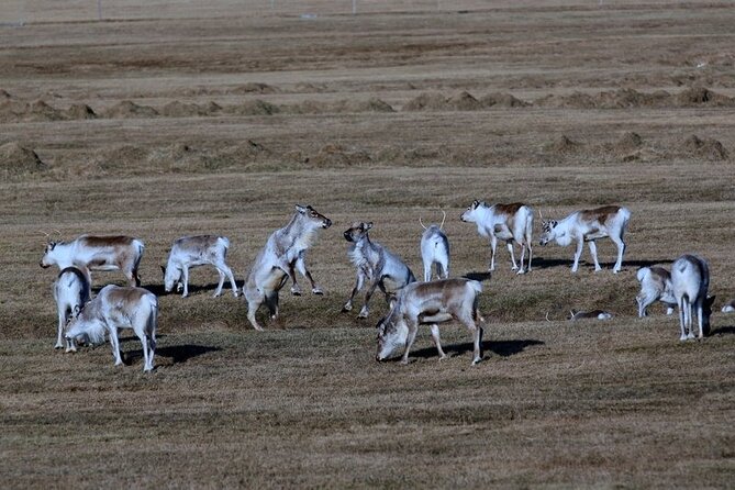 8-Days Guided Iceland Circle Tour from Reykjavík - Day 7 Golden Circle: horses, Geysir timing, Gullfoss power, and Þingvellir history