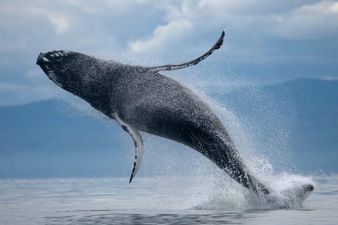 ATV & Whale Watching Full day adventure in Reykjavik - A Full-Day Reykjavik Mix: ATV to Ulfarsfell and Whale Watching in Faxafloi Bay