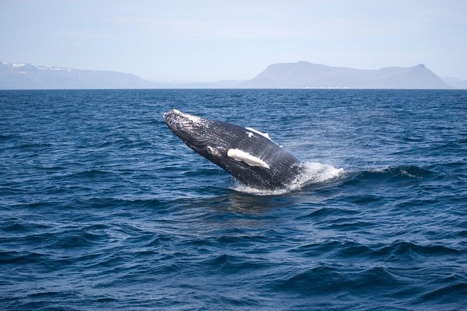 ATV & Whale Watching Full day adventure in Reykjavik - 3-Hour Whale Watching Cruise: How the Tour Works in Faxafloi Bay