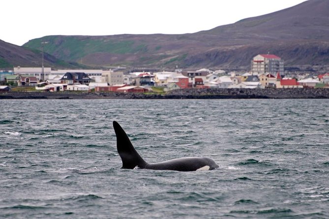 ATV & Whale Watching Full day adventure in Reykjavik - Price and Value at $299: Why This Day Can Be Worth It