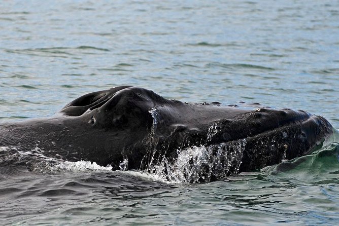 ATV & Whale Watching Full day adventure in Reykjavik - Should You Book This Full-Day ATV and Whale Tour?