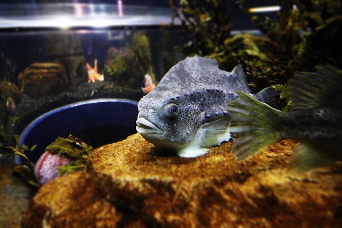 Beluga and Puffin Sanctuary Visitor Centre with Aquarium - Quick hits before you go