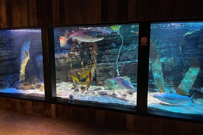 Beluga and Puffin Sanctuary Visitor Centre with Aquarium - Weather, ferries, and Iceland reality checks
