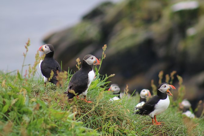 Classic Puffin Watching Cruise from Downtown Reykjavík - Key highlights worth planning around