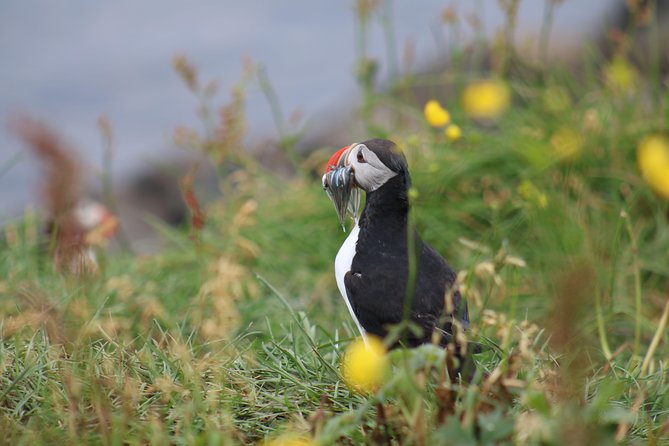 Classic Puffin Watching Cruise from Downtown Reykjavík - Binoculars, raincoats, and what to bring for cold and photography