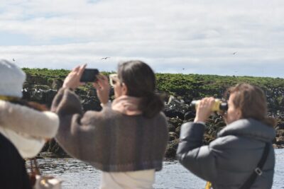 Classic Puffin Watching Cruise from Downtown Reykjavík - Puffin island sail-bys: Engey, Akurey, or Lundey (no landing, big views)