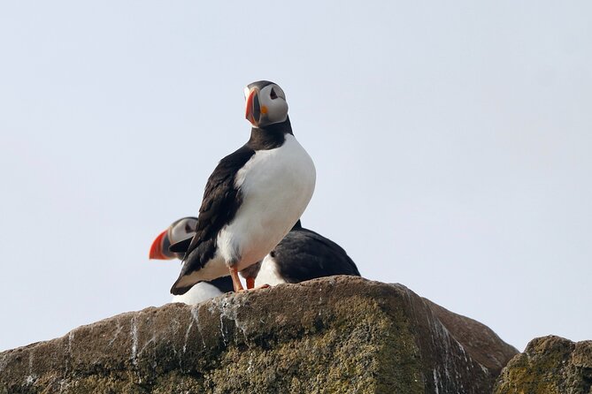 Classic Puffin Watching Cruise from Downtown Reykjavík - Weather, calm seas, and why earlier in the season can pay off