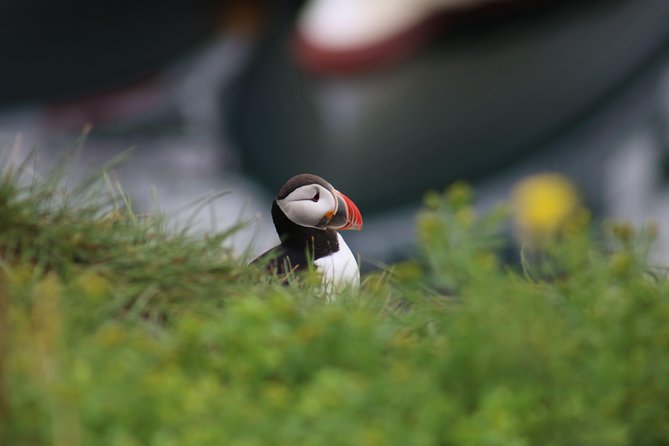 Classic Puffin Watching Cruise from Downtown Reykjavík - Should you book this Classic Puffin Watching Cruise from downtown Reykjavík?