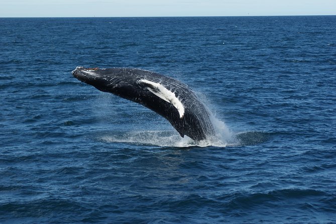 Deluxe Whale Watching and Whales of Iceland Exhibition Combo from Reykjavik - Price and value: what $120 is buying you