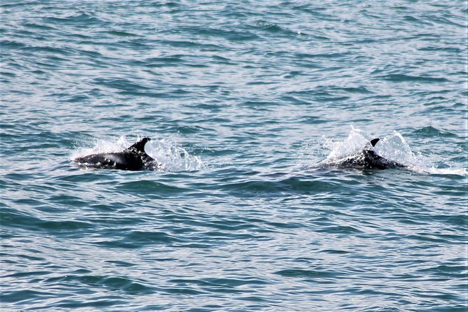 Deluxe Whale Watching and Whales of Iceland Exhibition Combo from Reykjavik - A quick reality check: narration style and whale behavior