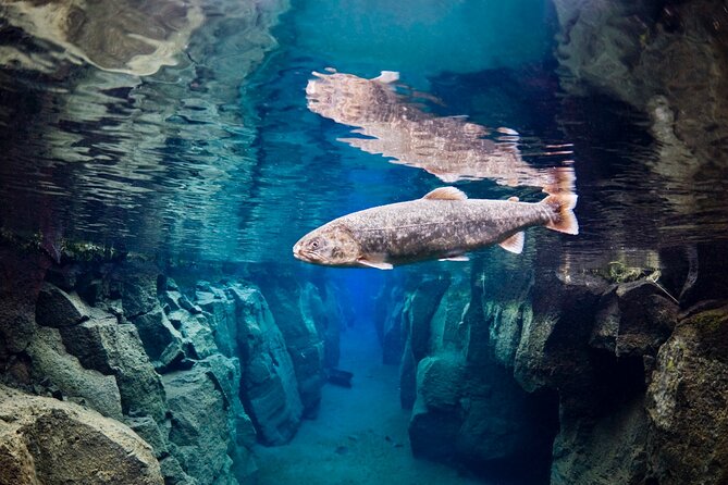 Double Snorkeling Adventure near Húsavík in North Iceland - Nesgjá Fissure: Iceland’s Northern Silfra-Vibe with Over-100-Meter Clarity