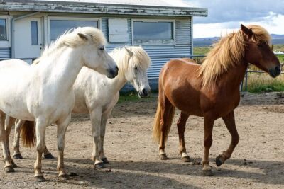 Experience Countryside of Iceland by Horseback Riding - The Icelandic Horse and the tölt: What You’ll Really Experience