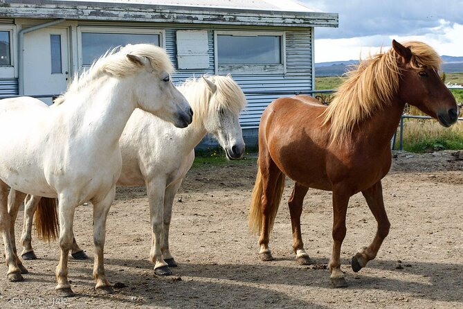 Experience Countryside of Iceland by Horseback Riding - The Icelandic Horse and the tölt: What You’ll Really Experience
