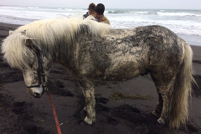 Family Horse Riding Tour in Thorlakshofn - Price value check: $180, included gear, and the “confirm the total” rule