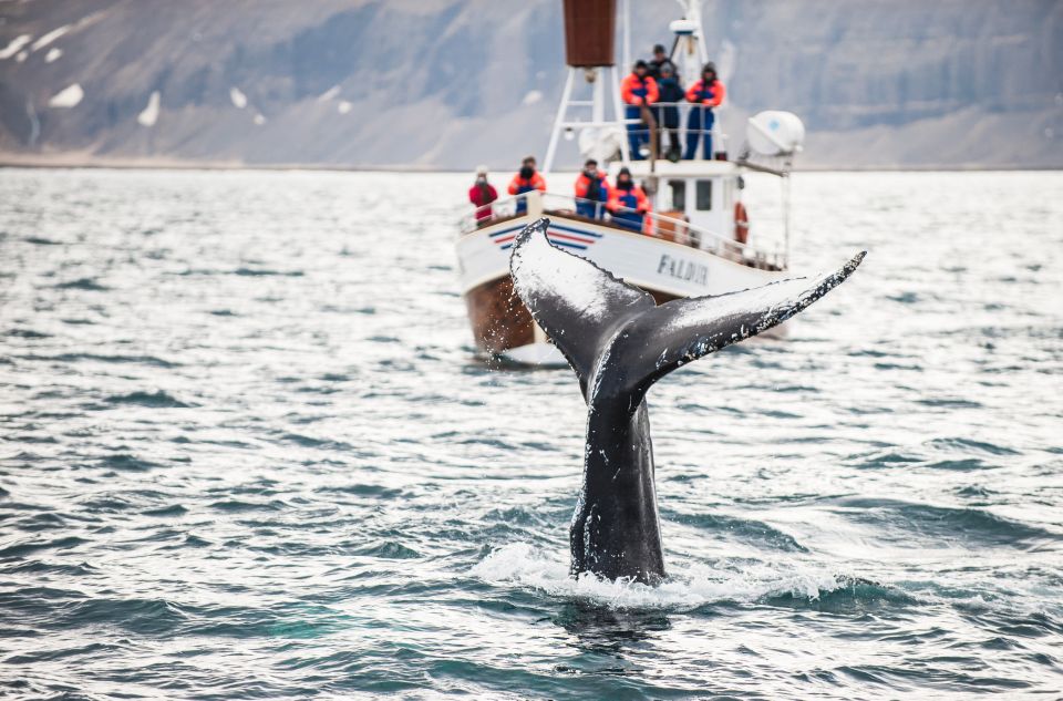 From Reykjavík: 4, 5, 6 or 7-Day Small-Group Ring Road Tour - Day 2 in East Iceland: Jökulsárlón, Diamond Beach, Vestrahorn, and Studlagil