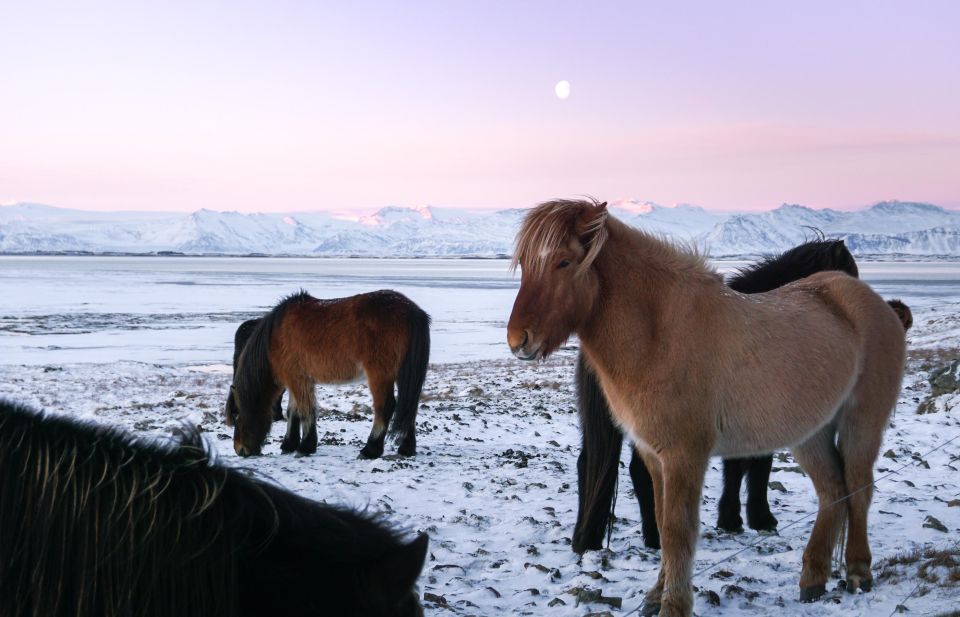 From Reykjavik: 6-Day Icelandic Ring Road Tour - Price and Comfort: What You Get for $2,439, and What Costs Extra
