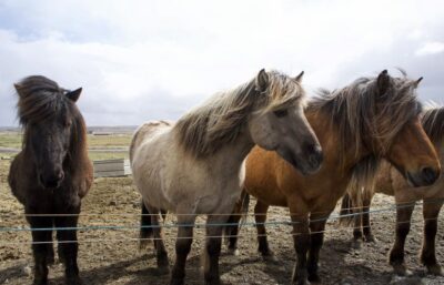 From Reykjavik: 6-Day Icelandic Ring Road Tour - Day 1: Golden Circle Classics, Waterfall Power, and Reynisfjara Black Sand