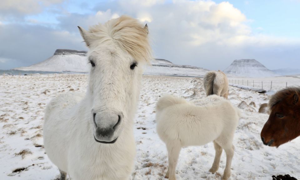 From Reykjavík: Full-day Golden Circle & Horse Riding Tour - Why this horse-and-Golden-Circle combo makes sense