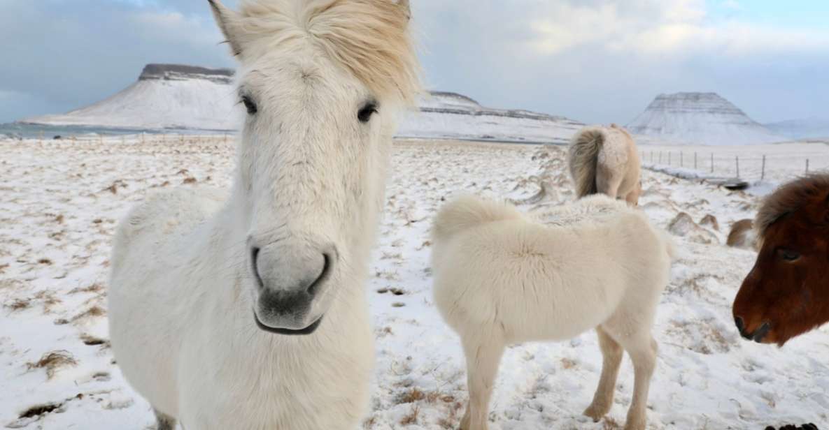 From Reykjavík: Full-day Golden Circle & Horse Riding Tour - Laxnes Horse Farm: how the ride really feels