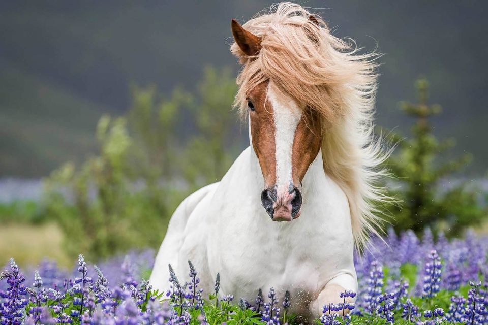 From Reykjavik: Full-Day Horse Riding & Golden Circle Tour - Laxnes Horse Farm Ride: Icelandic horses and what you’ll do