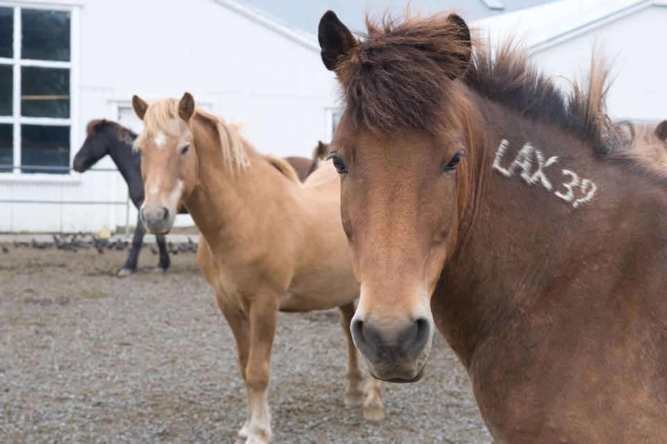 From Reykjavik: Full-Day Horse Riding & Golden Circle Tour - Gullfoss Waterfall: use the hour for the best angles