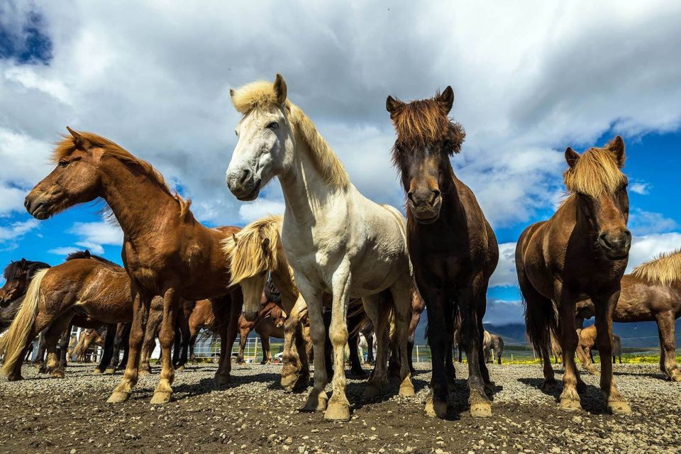 From Reykjavik: Full-Day Horse Riding & Golden Circle Tour - Should you book this Reykjavik horse ride + Golden Circle day?