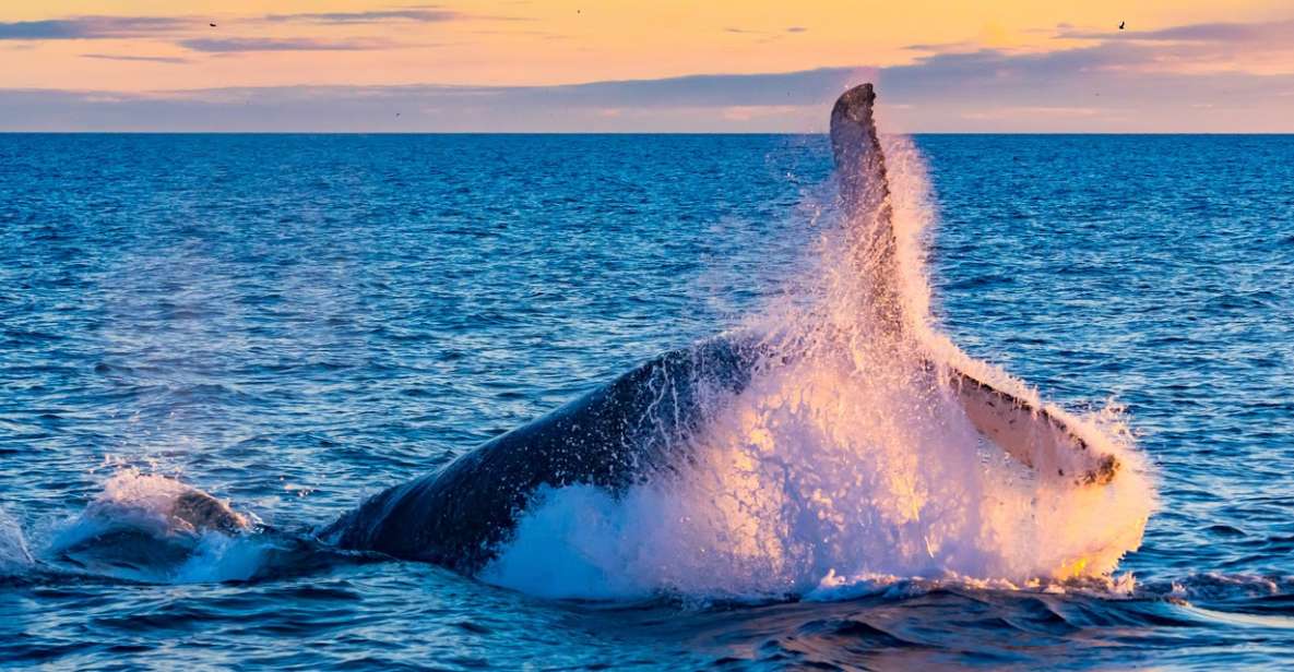 From Reykjavik: Full Day Whale Watching & Golden Circle Tour - Whale Watching in Faxafloa Bay: What You’re Really Going For