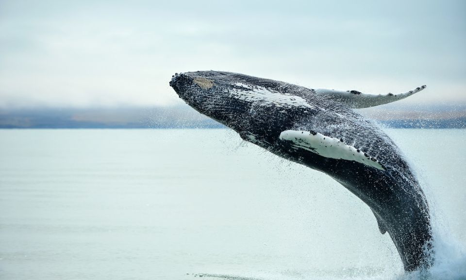 From Reykjavik: Full Day Whale Watching & Golden Circle Tour - Gullfoss Waterfall: The Power Stop