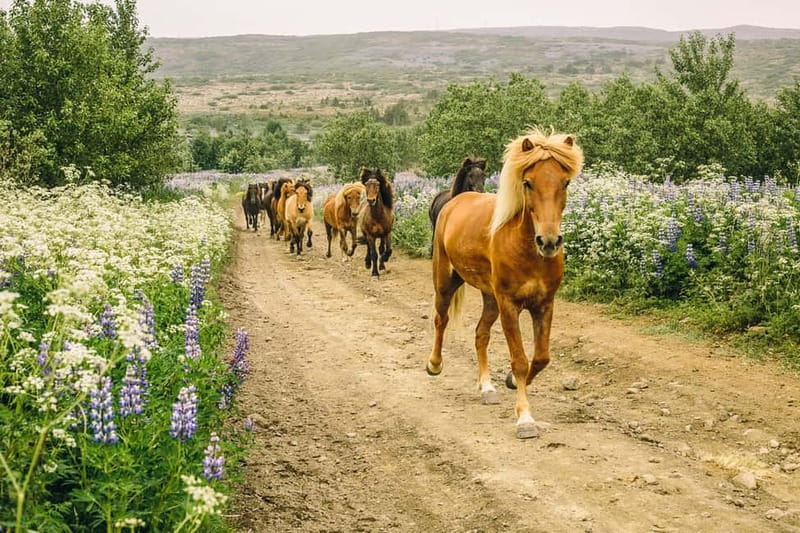 From Reykjavík: Icelandic Horse Riding Tour in Lava Fields - Íshestar Stables: the fast way to get out of Reykjavík