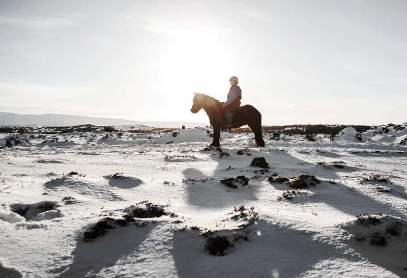 From Reykjavík: Icelandic Horse Riding Tour in Lava Fields - Price and value: is $141 a fair deal?