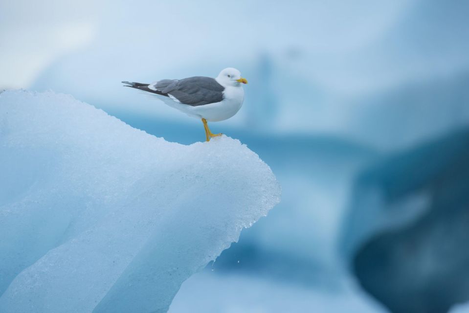 From Reykjavik: Jökulsárlón Glacier Lagoon and Diamond Beach - How the Reykjavik-to-Glacier Day Actually Feels