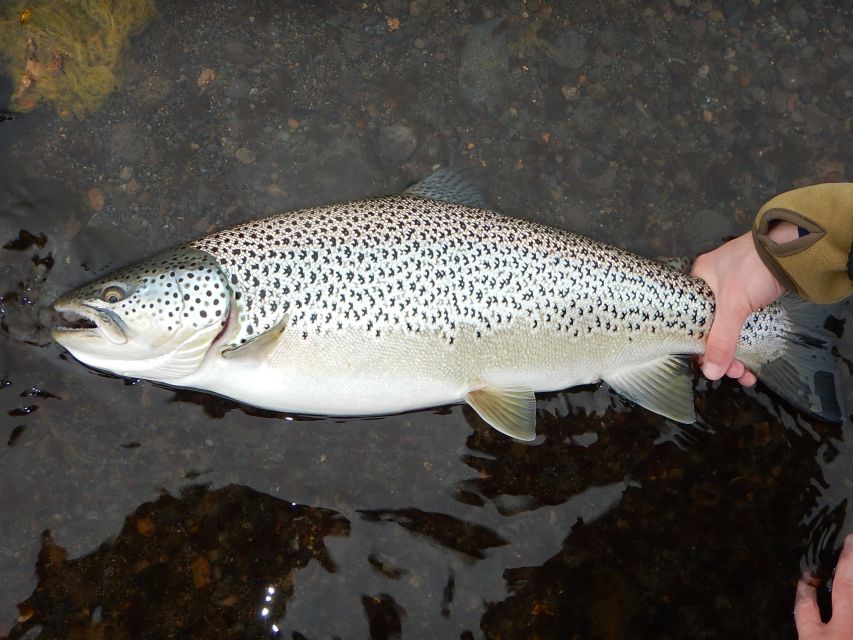 From Reykjavik: Lake and River Fishing Tour - Gear and permits: why this is priced like a guided day, not a rental