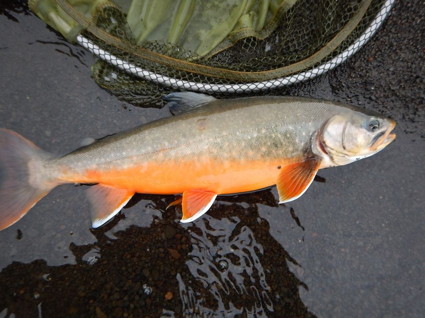 From Reykjavik: Lake and River Fishing Tour - Who this trip fits best: beginners, fly-curious anglers, and serious casters