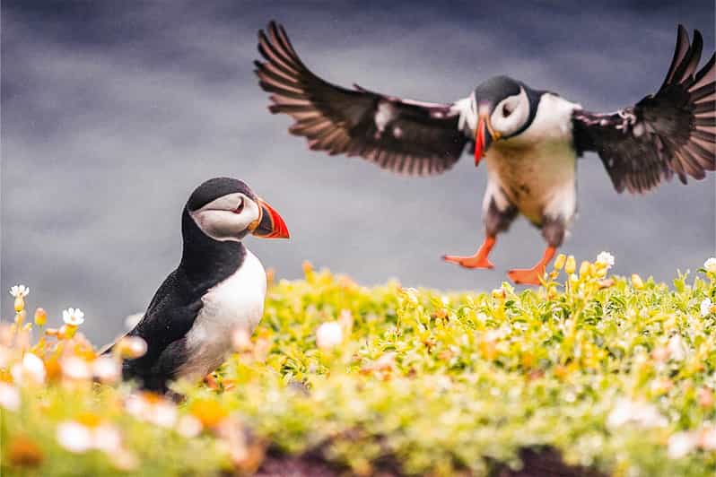From Reykjavik: Puffin and Volcano Tour in Westman Islands - Key Things I’d Prioritize Before You Go