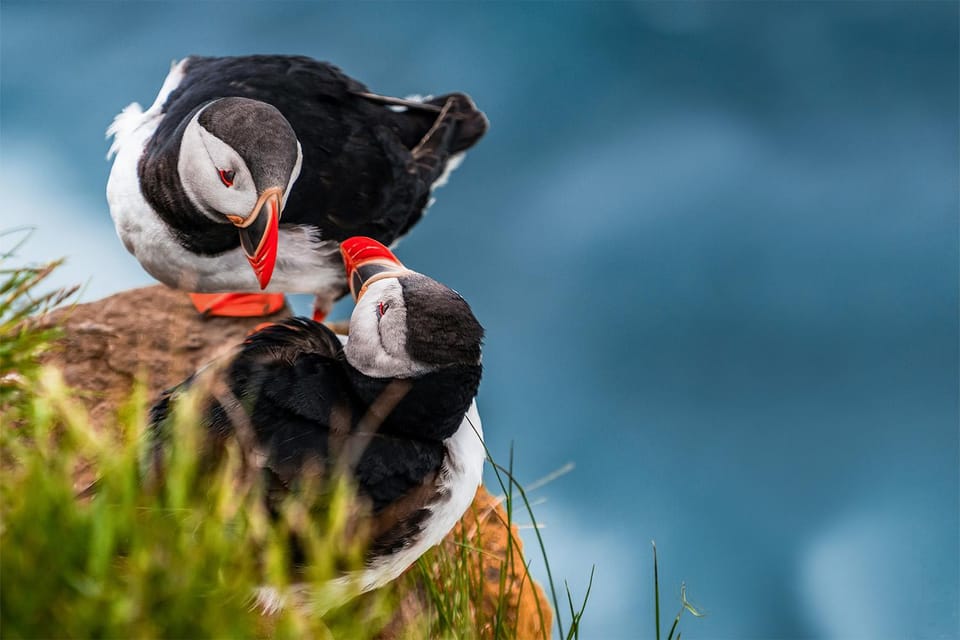 From Reykjavik: Puffin and Volcano Tour in Westman Islands - Should You Book the Puffin and Volcano Tour?