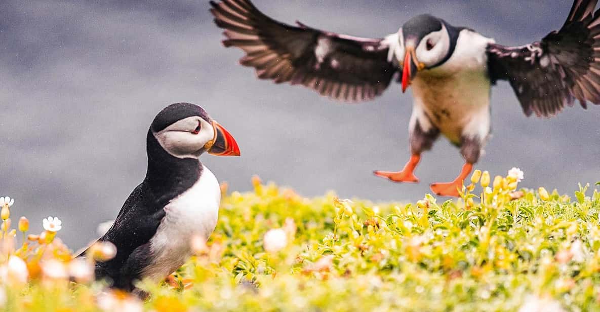 From Reykjavik: Puffin and Volcano Tour in Westman Islands - Reykjavik Pickup To Landeyjahöfn Ferry: Why the Day Starts Early