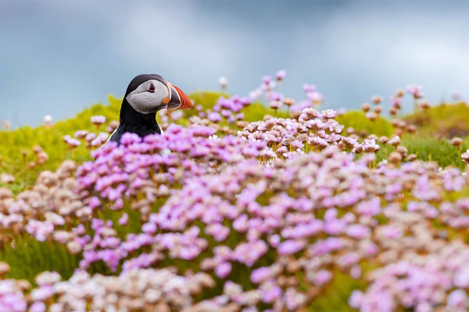 From Reykjavik: Puffin and Volcano Tour in Westman Islands - Eldfell Volcano Hike: Mountain on Fire and What to Expect